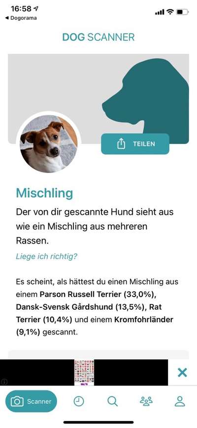 Welche Rassen stecken in unserer Daisy?-Beitrag-Bild