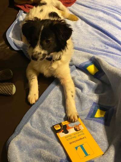 Tierschutzhund ist meine Lieblingsrasse-Beitrag-Bild