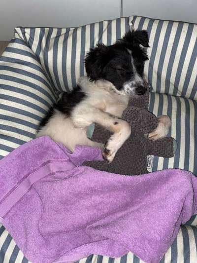 Kuscheltier-Beitrag-Bild