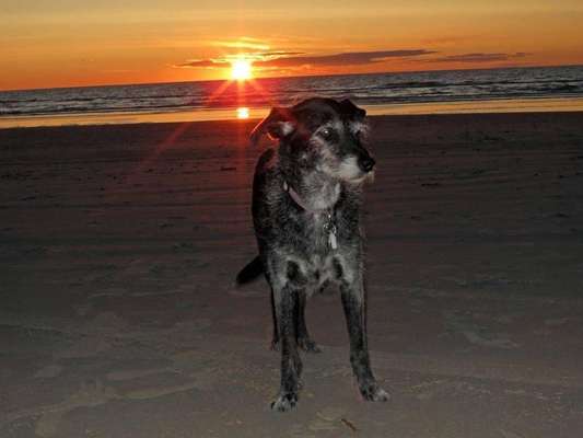 Dogorama-Monats-Challenge-Mai "Wasser"-Beitrag-Bild