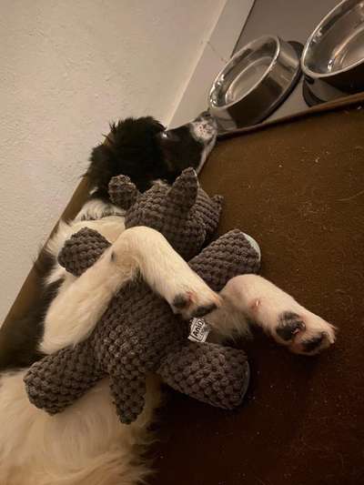 Kuscheltier-Beitrag-Bild