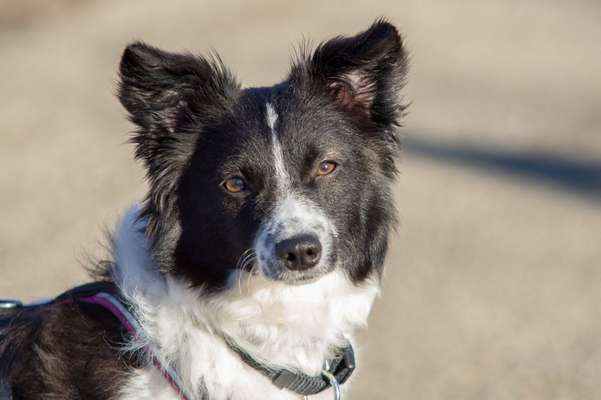 Foto's und Hundemodels-Beitrag-Bild