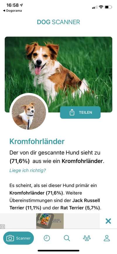 Welche Rassen stecken in unserer Daisy?-Beitrag-Bild