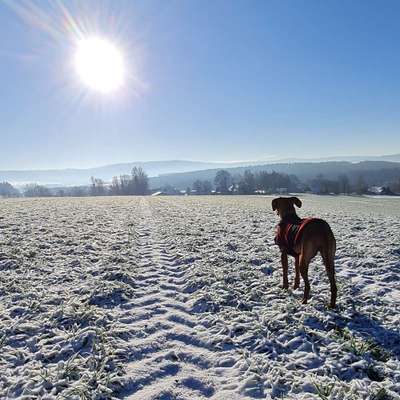 Hundetreffen-Spiel & Spaß mit Gassirunde-Bild