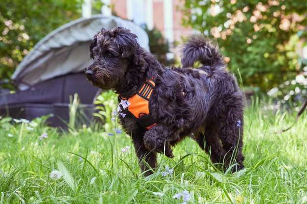 Mischlingshunde Foto Aufruf-Beitrag-Bild