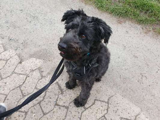 Hundetreffen-Sozialkontakt/ Social Walk für Onyx-Bild