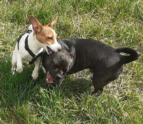 Hund und Kaninchen-Beitrag-Bild