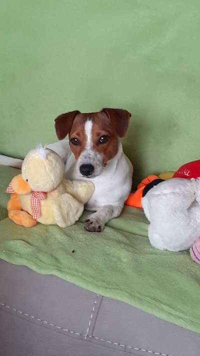 Rhodesian Ridgeback-Beitrag-Bild