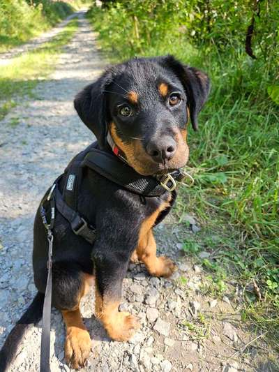 Hundetreffen-Welpentreffen-Bild