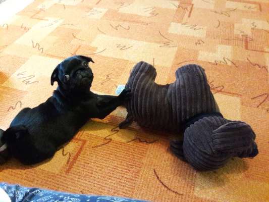 Welpen Bilder !-Beitrag-Bild