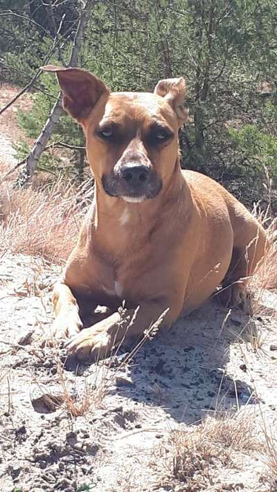 Foto Challenge Nr. 137 - Lass die Ohren fliegen-Beitrag-Bild