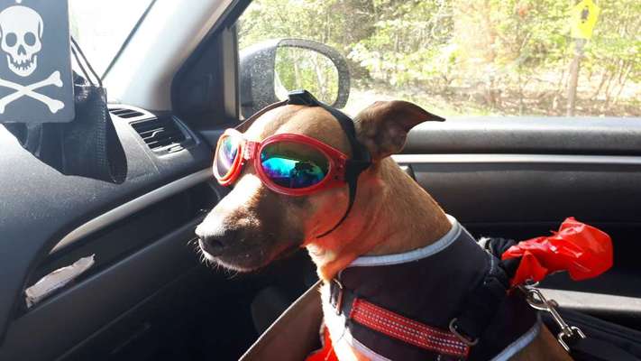 Foto Challenge Thema "Hunde im Auto"-Beitrag-Bild