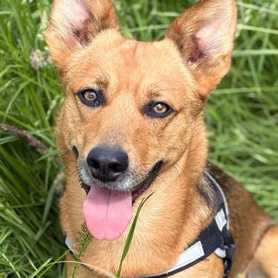 Hundetreffen-Gassirunde in der Nähe von Hennigsdorf-Bild