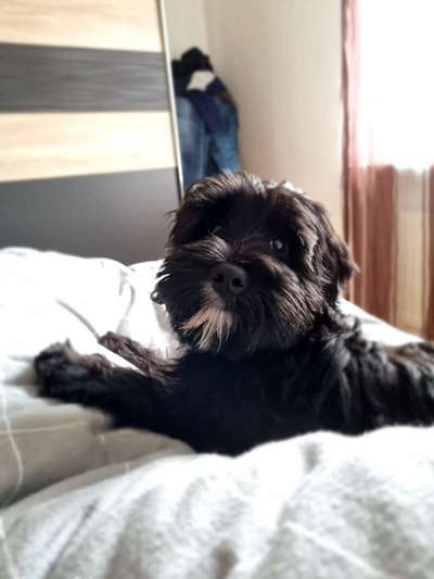 Darf der Hund bei Euch im Bett schlafen?-Beitrag-Bild