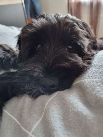 Die besten Hundeblicke 🐾❤️-Beitrag-Bild