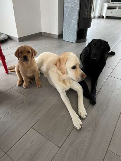 Labradorfans-Beitrag-Bild