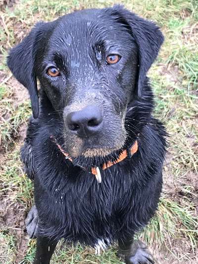 Labradorfans-Beitrag-Bild