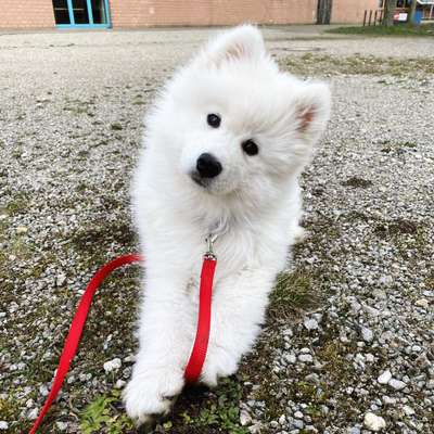 Welpen Bilder !-Beitrag-Bild