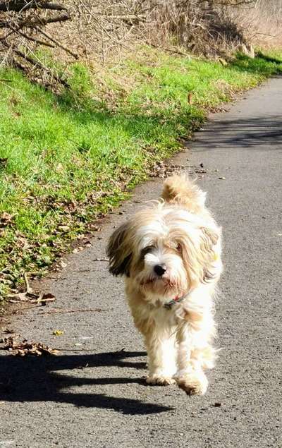 Tibet Terrier-Beitrag-Bild