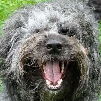 Die Dogorama-Wochen-Challenge "Die schönste Grimasse"-Beitrag-Bild