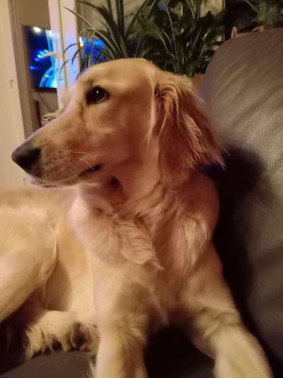 Windhunde - Treffen der besonderen Schönheiten
HERZLICH WILLKOMMEN-Beitrag-Bild