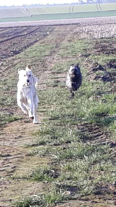 Windhunde - Treffen der besonderen Schönheiten
HERZLICH WILLKOMMEN-Beitrag-Bild