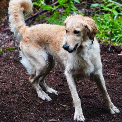 Mischlinge raten - Rätselspaß-Beitrag-Bild