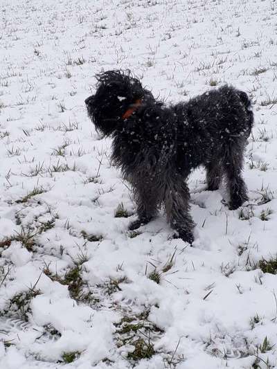 Bearded Collie - Fellpflege-Beitrag-Bild