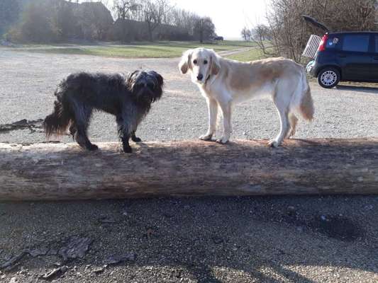 Windhunde - Treffen der besonderen Schönheiten
HERZLICH WILLKOMMEN-Beitrag-Bild