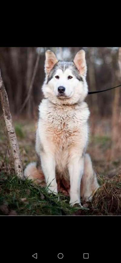 Nordische Hunde-Beitrag-Bild