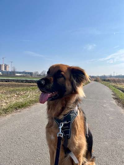 Hundetreffen-Hundebegegnungen üben Offenbach und Oberrad-Bild