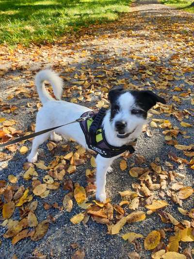 Hundetreffen-Spaziergang für kleine Hunde-Bild