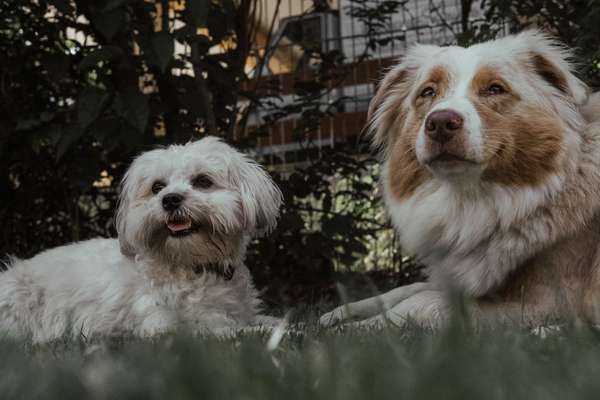 Dogorama Photo Challenge - Die besten Hundebuddys-Beitrag-Bild