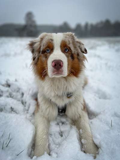 Fotochallenge 111: Endlich! Morgen kommt der Nikolaus..-Beitrag-Bild