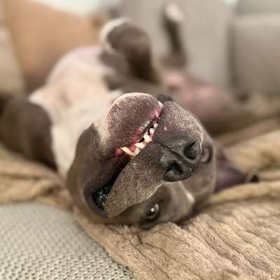 Hundetreffen-Gemeinsamen Toben-Bild