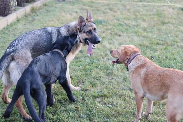 Bester Freund, Hundekumpel - zeigt her!-Beitrag-Bild