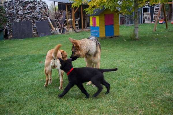 Bester Freund, Hundekumpel - zeigt her!-Beitrag-Bild