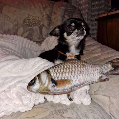 aktuelles Foto Gruppe Chihuahua