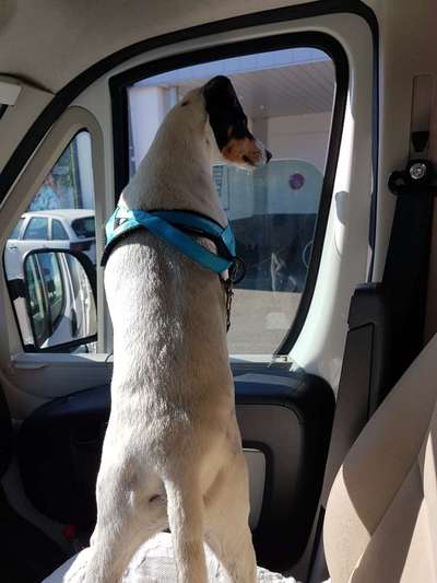 Hund aus dem Spanischen Tierschutz-Beitrag-Bild