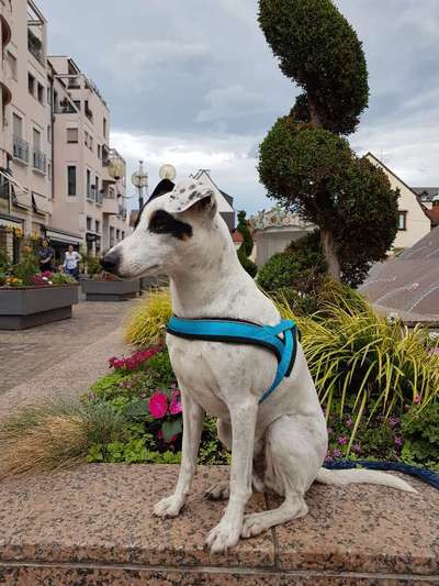 Hund aus dem Spanischen Tierschutz-Beitrag-Bild