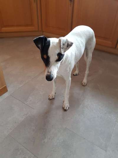 Wo sind die Jack und Parson Russell Terrier?-Beitrag-Bild