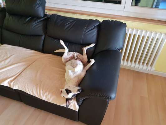 Hund aus dem Spanischen Tierschutz-Beitrag-Bild