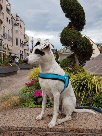 Ratonero Bodeguero Andaluz-Beitrag-Bild