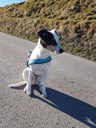 Lieblingsrasse und was man hat.-Beitrag-Bild