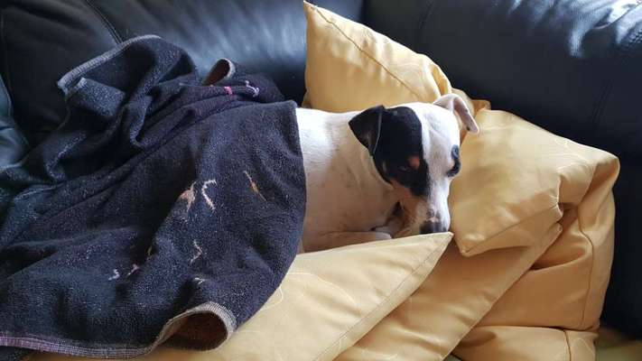 Hund aus dem Spanischen Tierschutz-Beitrag-Bild