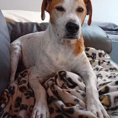 aktuelles Foto Gruppe Hunde aus dem Tierschutz