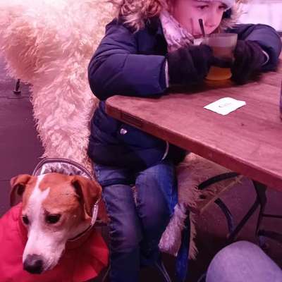 aktuelles Foto Gruppe Hunde aus dem Tierschutz