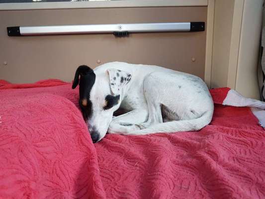 Auslandstierschutz-Beitrag-Bild