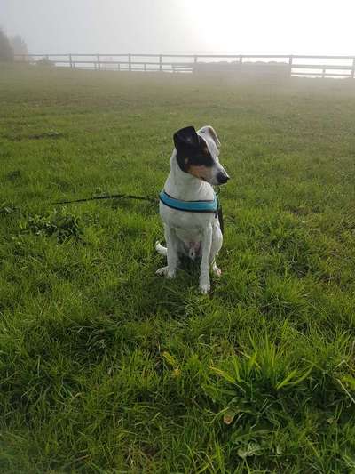 TierschutzhundeStammtisch🐕-Beitrag-Bild