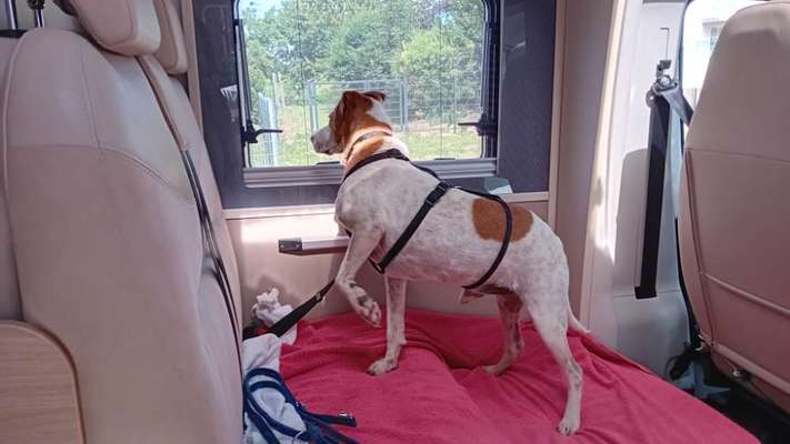 Hund abgegeben, weil Urlaub anstand? Leider kein Witz 😳-Beitrag-Bild